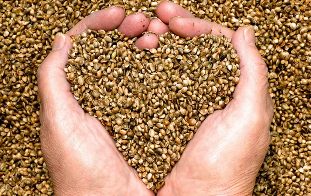 hemp-seed2.jpg