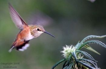 hummingbird-doobieduck08.jpg
