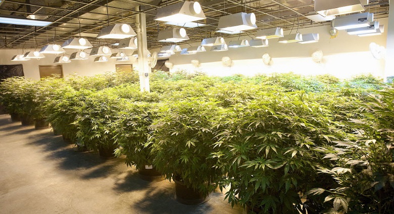 marijuana-grow3.jpg