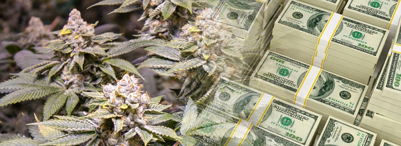 marijuana-money-taxes-cannabis-tax.jpg