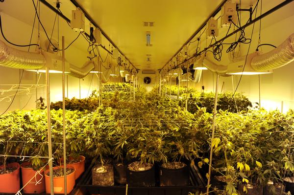 marijuana_indoor_grow.jpg