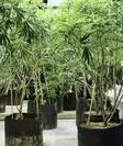 marijuana_plants_in_pots_cropped.JPG