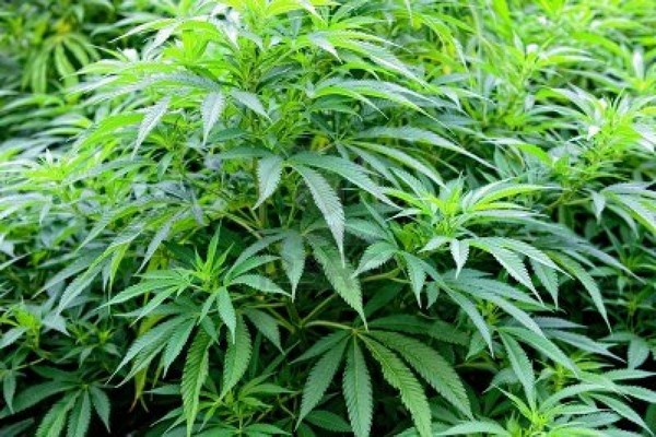 marijuanaplant_tn.jpg