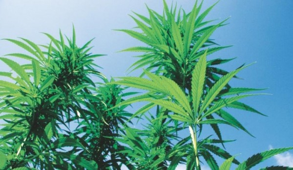 Hemp_Plants4.jpg