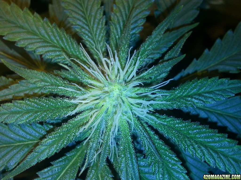 21_days_flower_Blue_dream_zpsdetprt0f.jpg