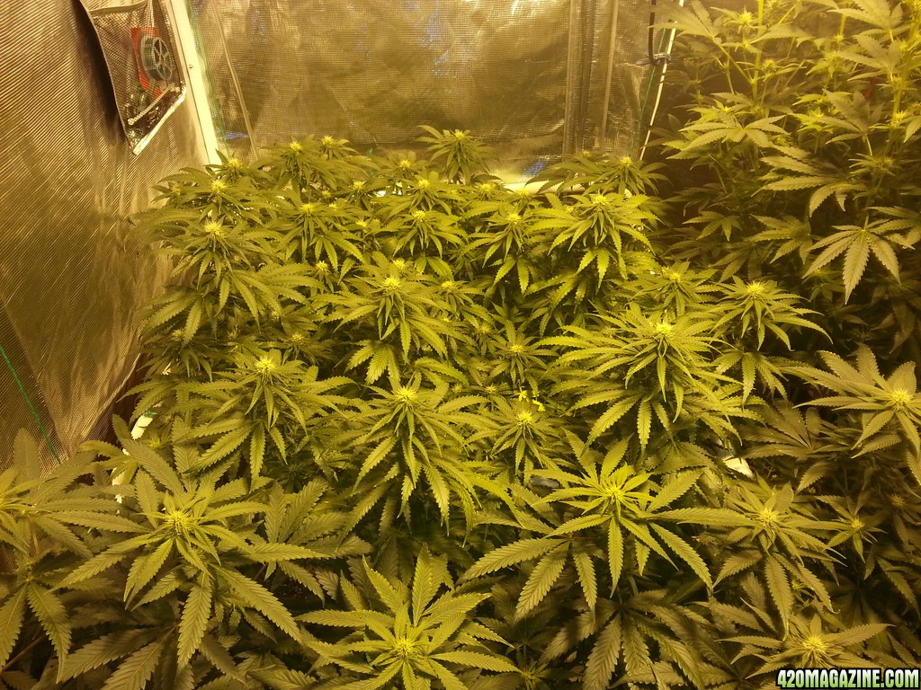 Day_21_Flower_Headband_at_back_Bluedream_in_front_zps8olhham8.jpg