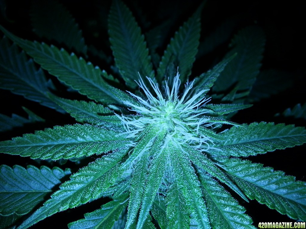 Day_24_Bluedream_close_up_zpssk4laikg.jpg