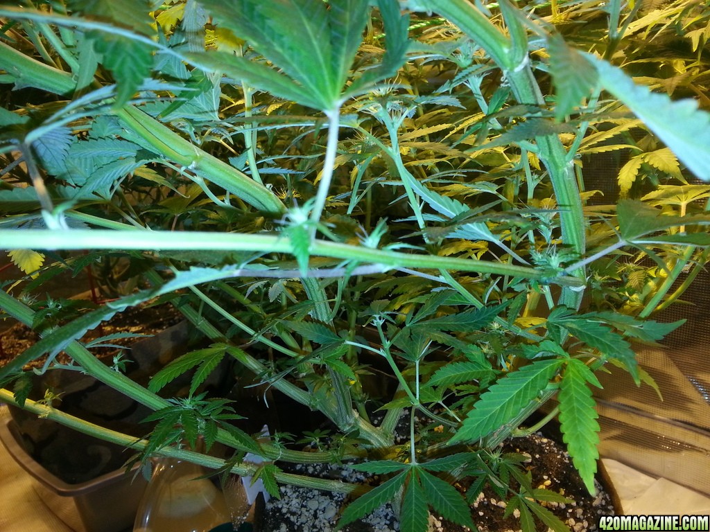 Day_24_Flower_bluedream_right_under_scrog_before_claen_zpskqmcbt9o.jpg