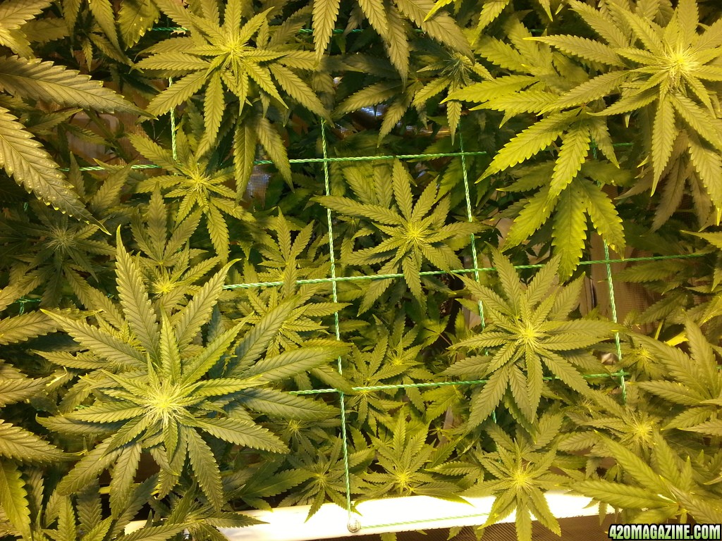 Day_24_flower_Bluedream_zpsizbnaafy.jpg