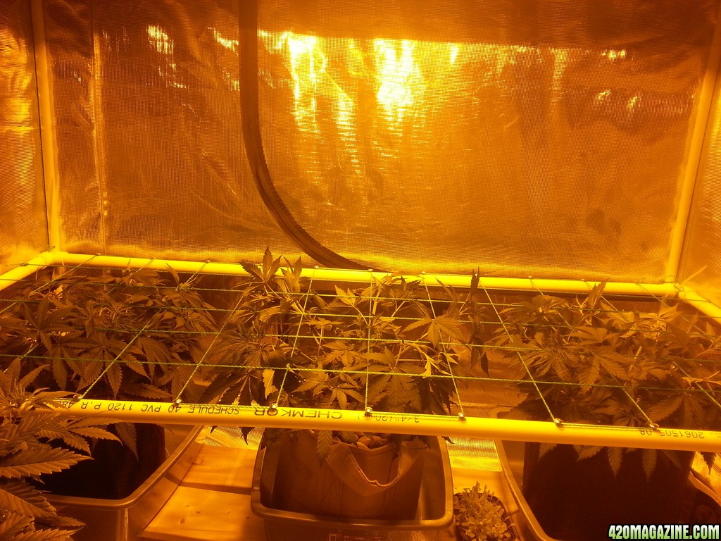 Dec_19_Day_47_after_scrog_zpsr0bqn27s.jpg