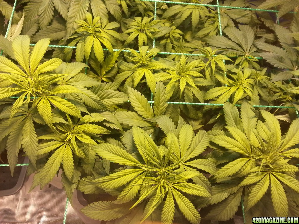 Veg_Day_52_middle_scrog_top_zinc_zpsvni52bgj.jpg