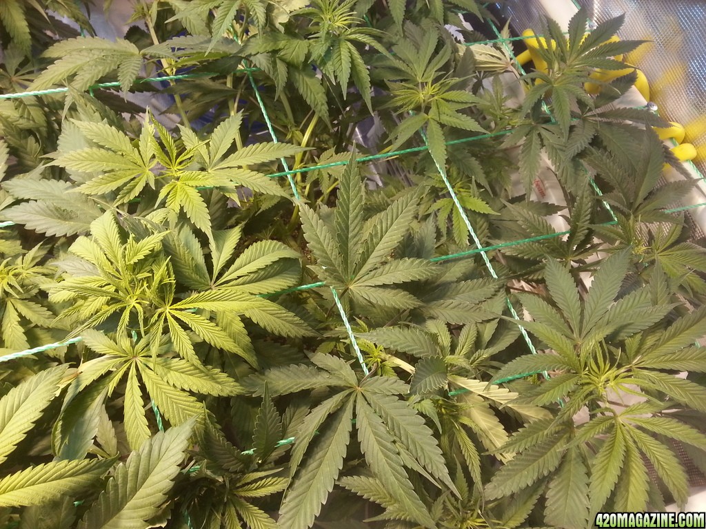 Veg_Day_52_scrog_right_top_zpsxzxs1pgj.jpg