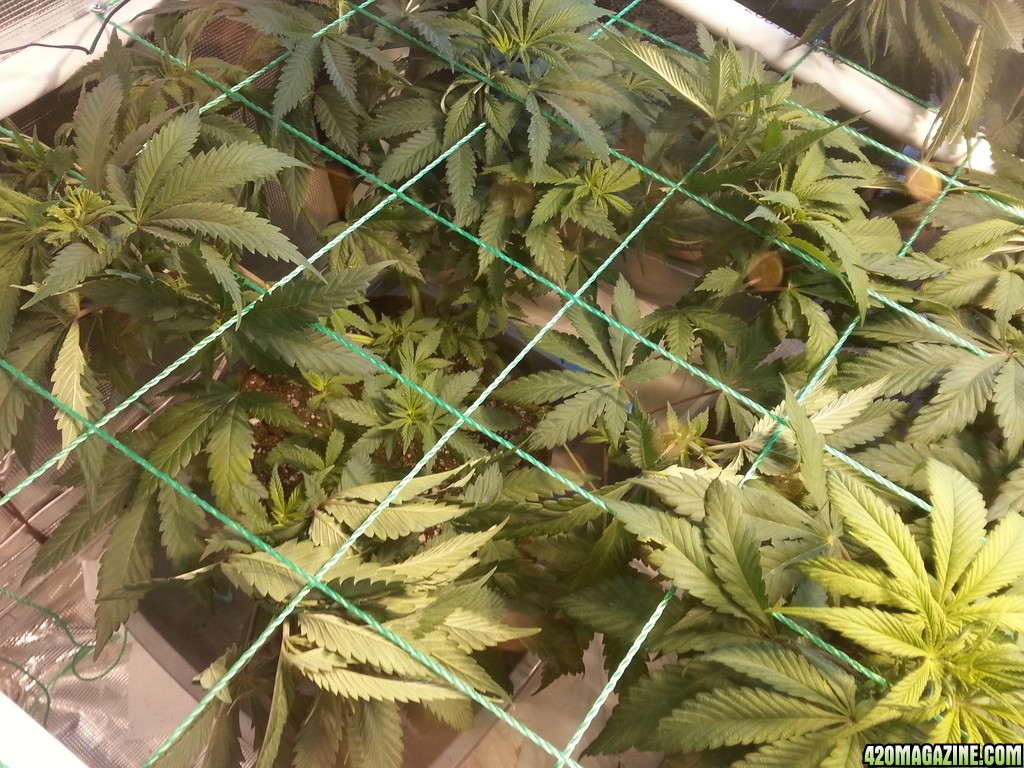 Veg_Day_54_Scrog_top_Left_zps6cibdl1n.jpg