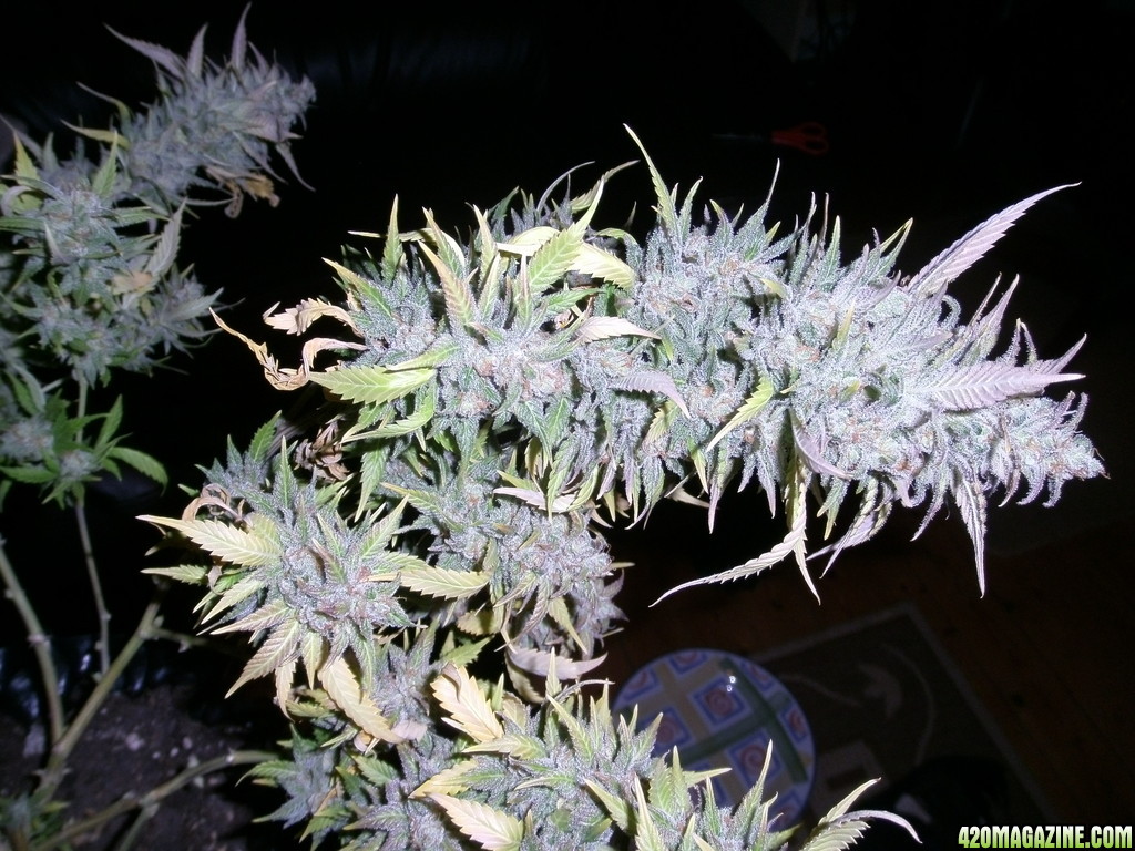 Blue Mystic Weed Strain Information