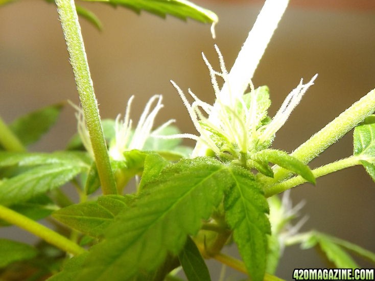 01-02-2012_PineappleChunkBudNOTPollinated.jpg