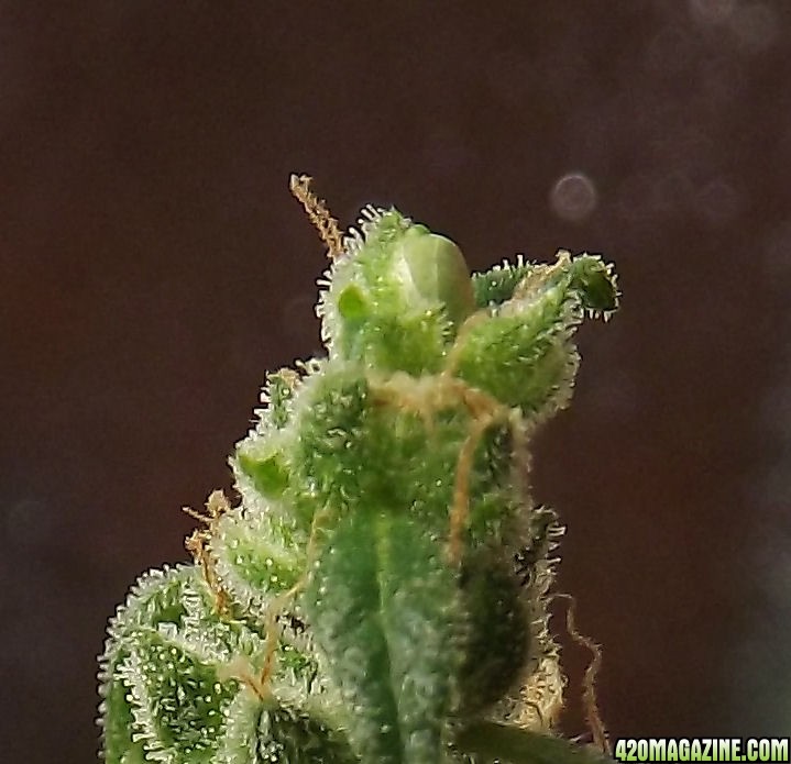 01-09-2012_AutoBlueHimalayaDieselTopSeedPod.jpg