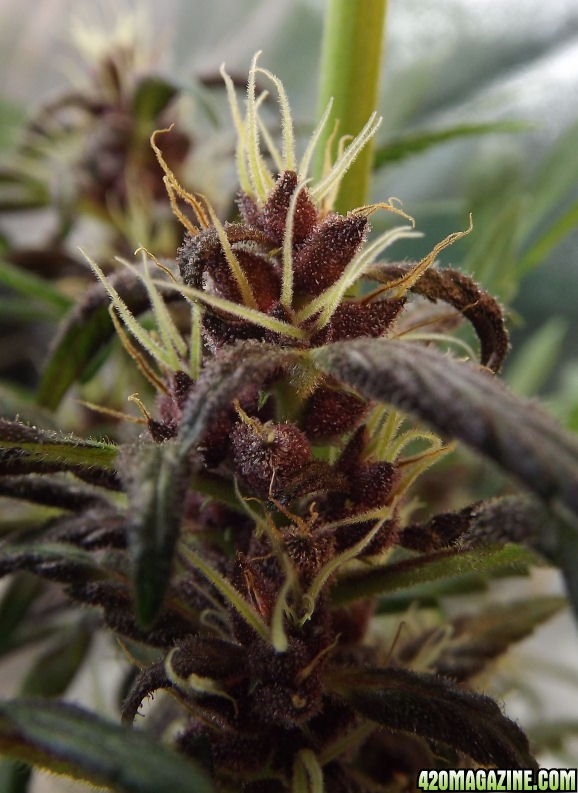 01-09-2012_AutoBlueHimalaya_PollinatedBuds1.jpg