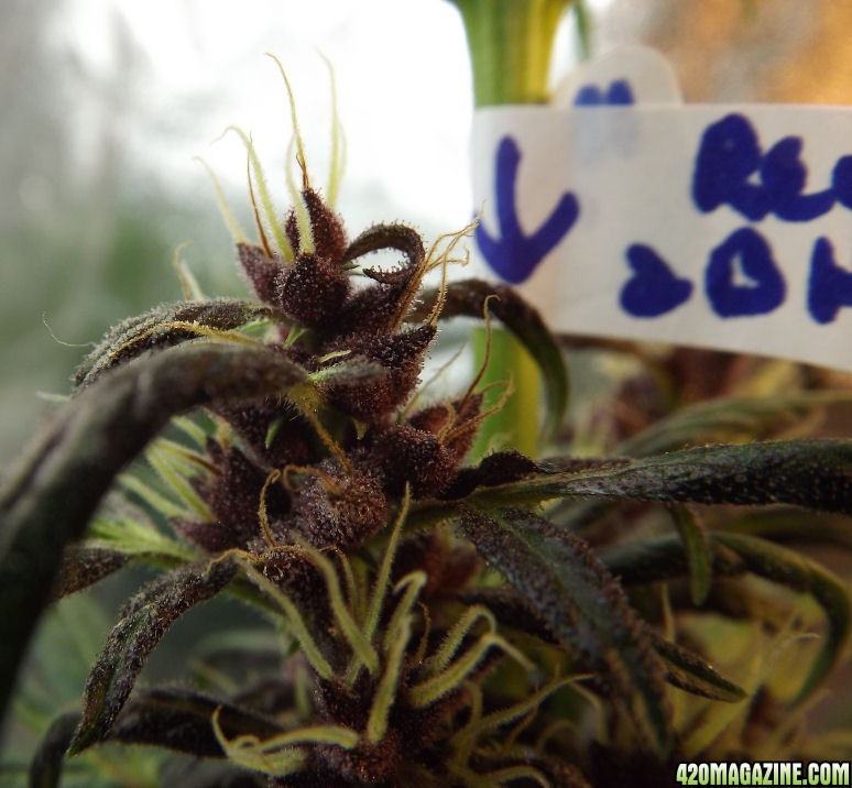 01-09-2012_AutoBlueHimalaya_PollinatedBuds2.jpg