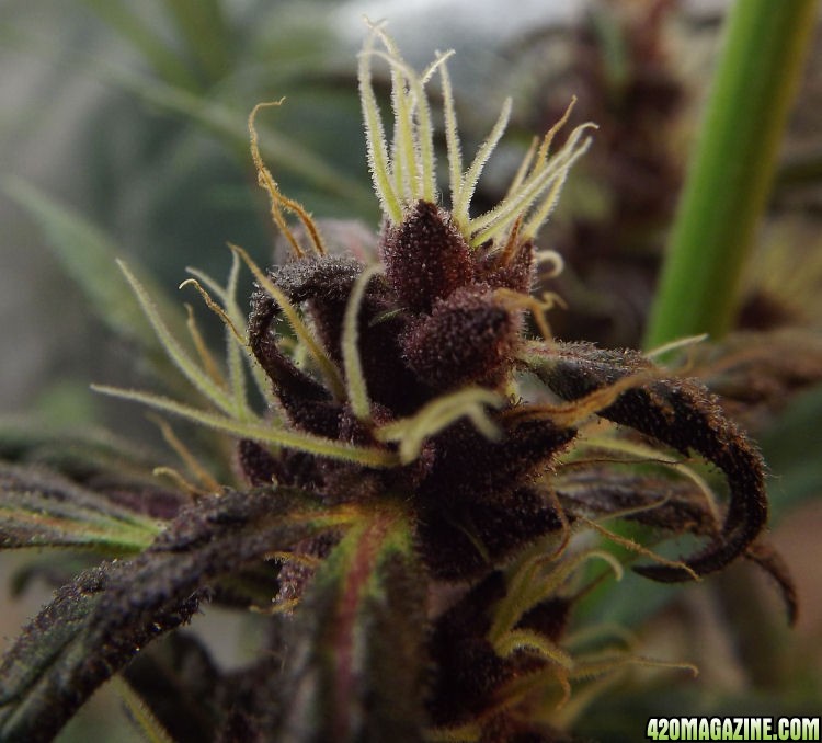 01-09-2012_AutoBlueHimalaya_PollinatedBuds3.jpg