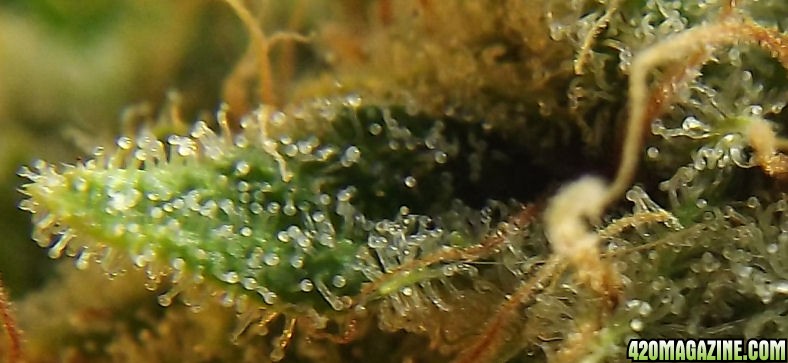 01-11-2012_MataroBlue_Trichs.jpg