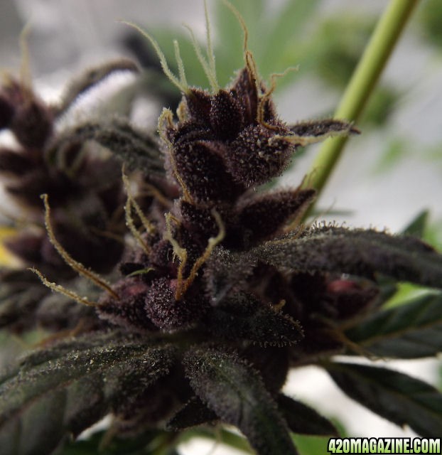 01-19-2012_AutoBlueHimalaya_PurpleSeeds1.jpg