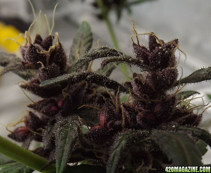 01-19-2012_AutoBlueHimalaya_PurpleSeeds2.jpg