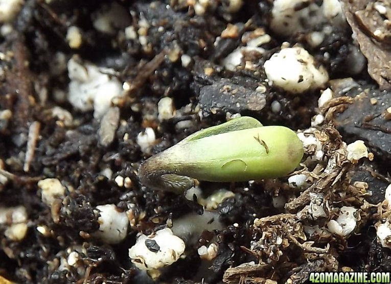 01-24-2012_AutoBlueHimalaya_GreenSeedling.jpg