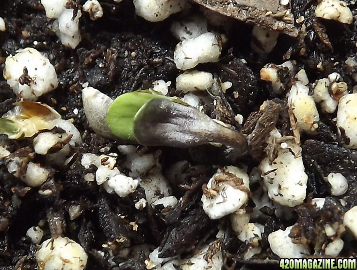 01-24-2012_AutoBlueHimalaya_PurpleSeedling.jpg