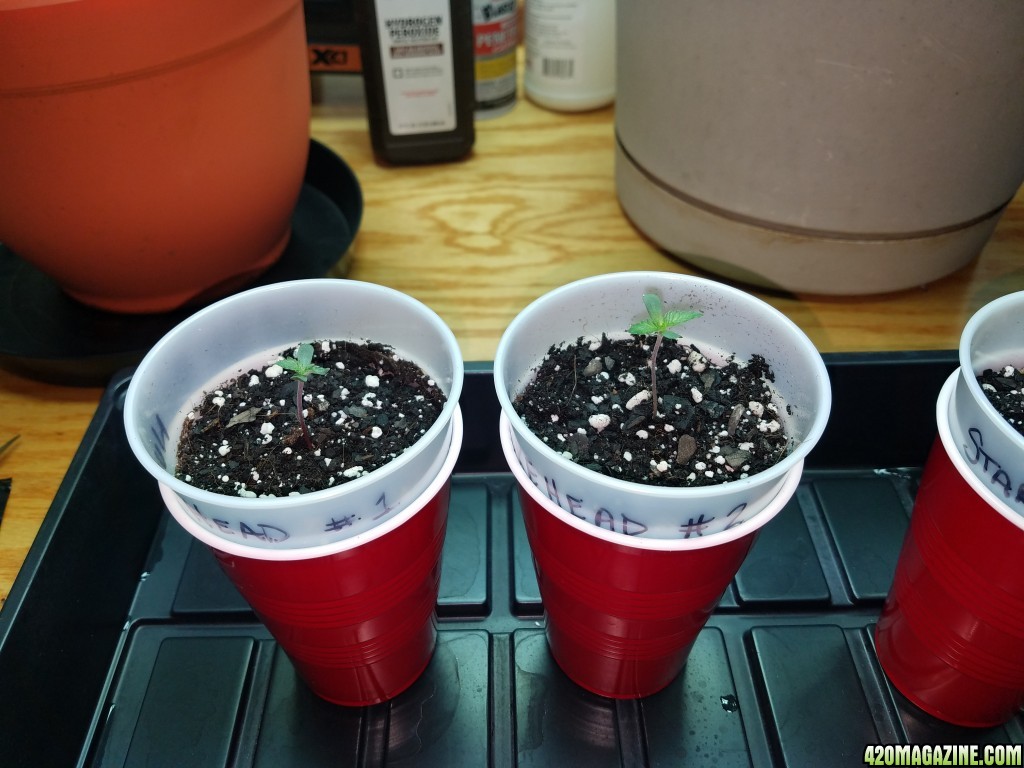 010918_Seedling_Day_3_1.jpg