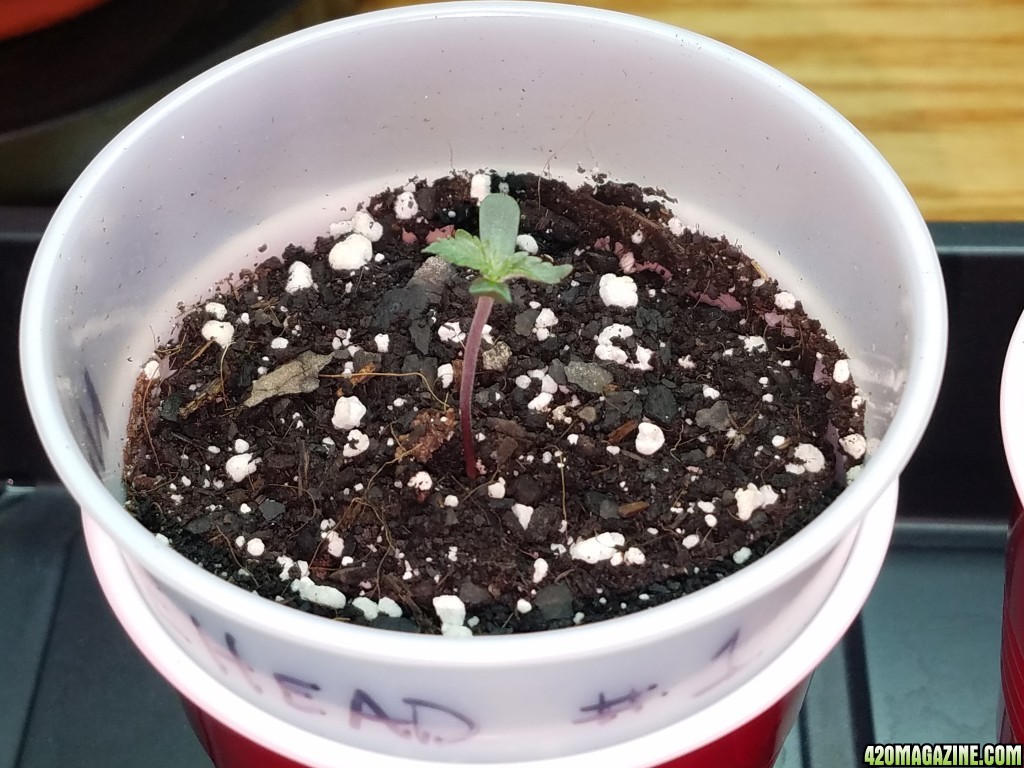 010918_Seedling_Day_3_2.jpg