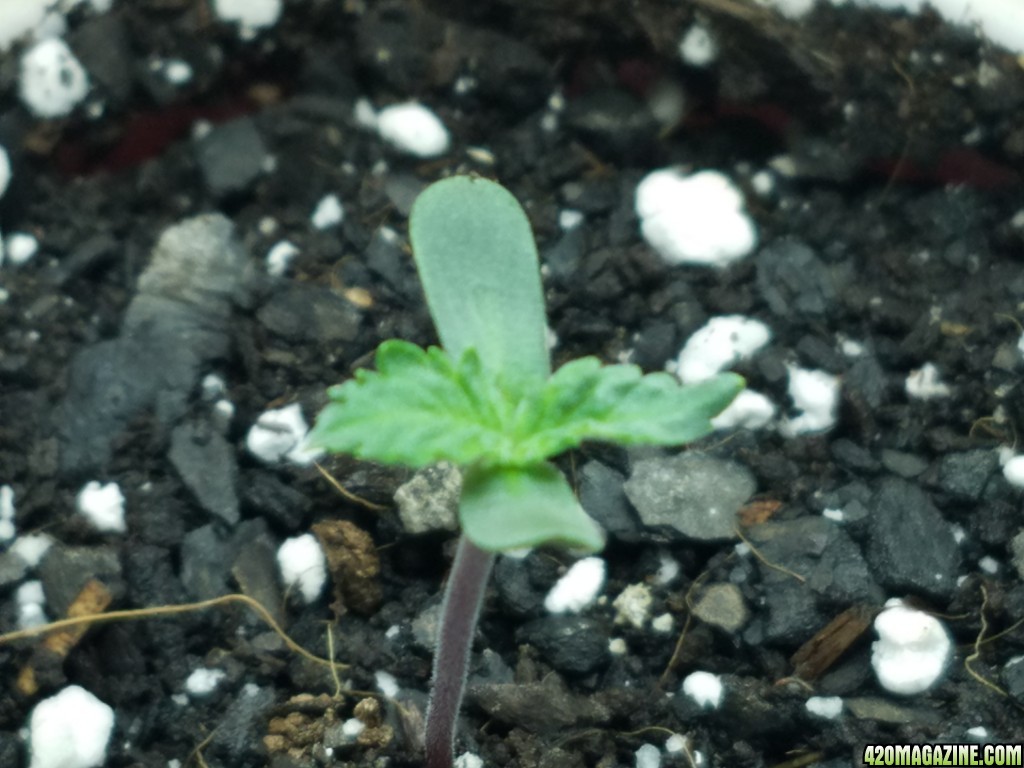 010918_Seedling_Day_3_3.jpg