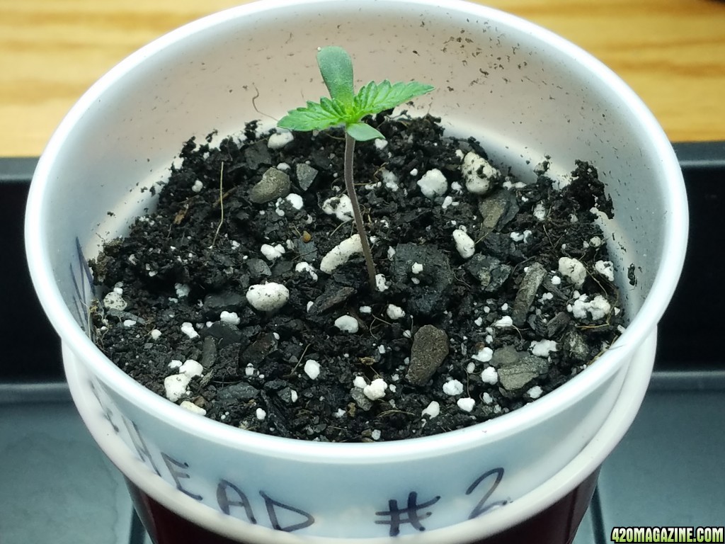 010918_Seedling_Day_3_4.jpg