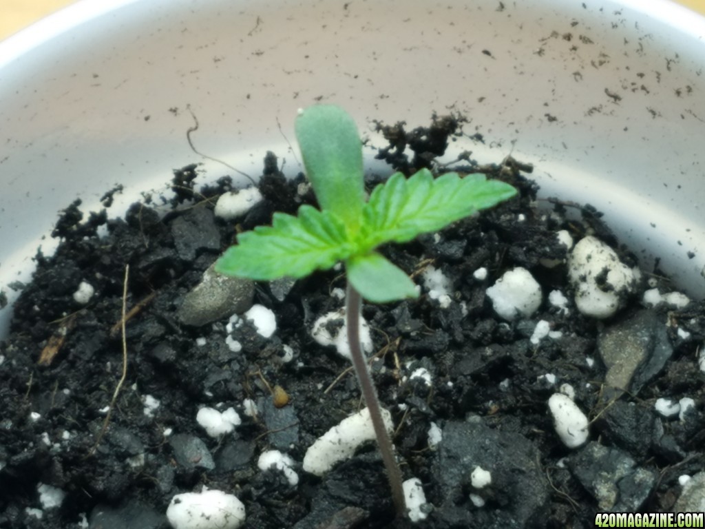 010918_Seedling_Day_3_5.jpg