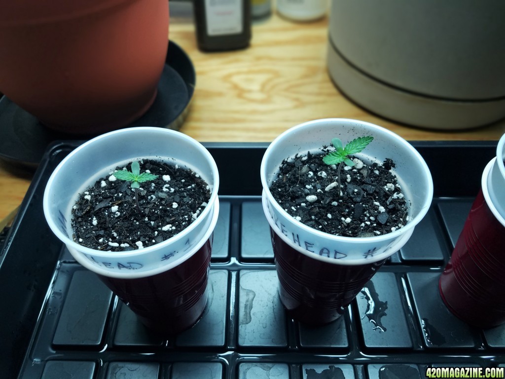 011018_Seedling_1.jpg