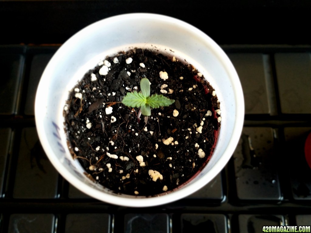 011018_Seedling_2.jpg