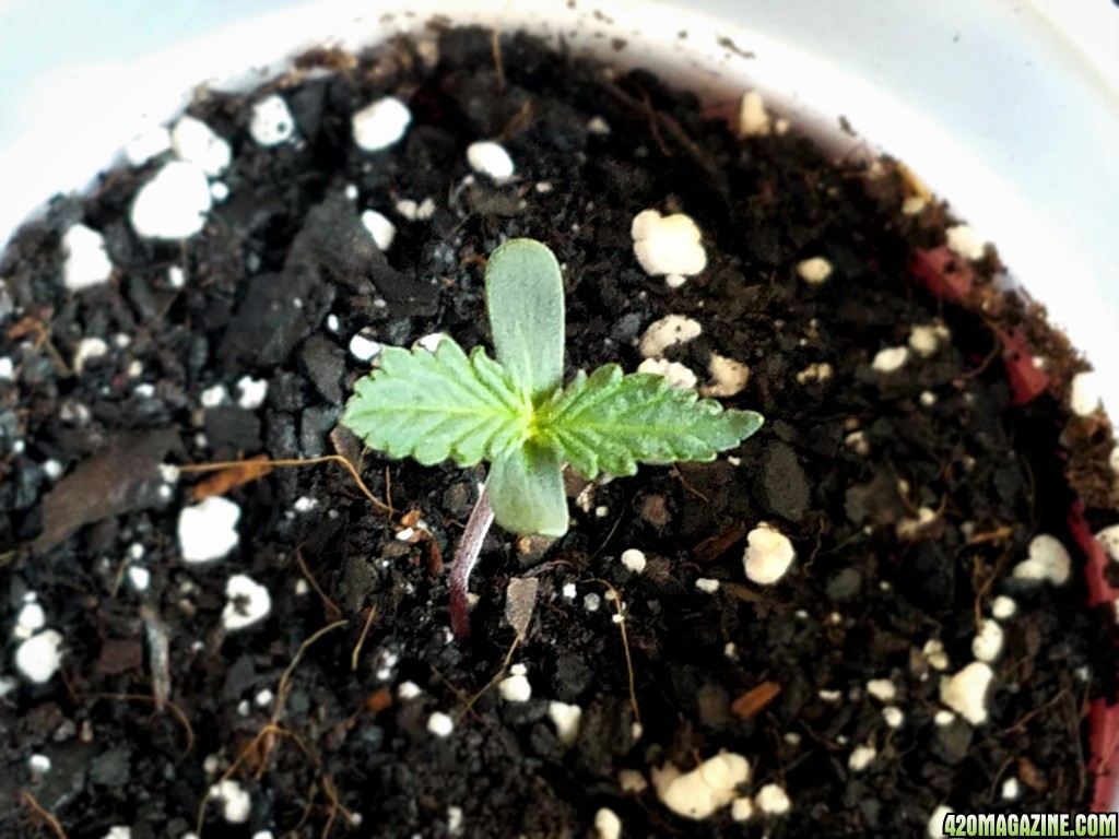 011018_Seedling_3.jpg