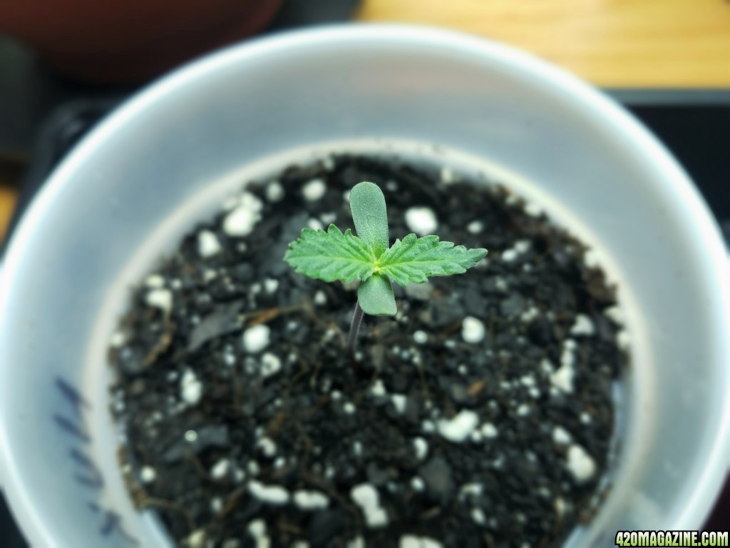 011018_Seedling_4.jpg