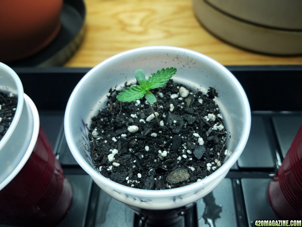 011018_Seedling_5.jpg