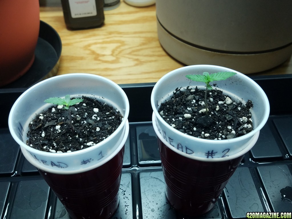 011118_Seedling_Day_5_1.jpg