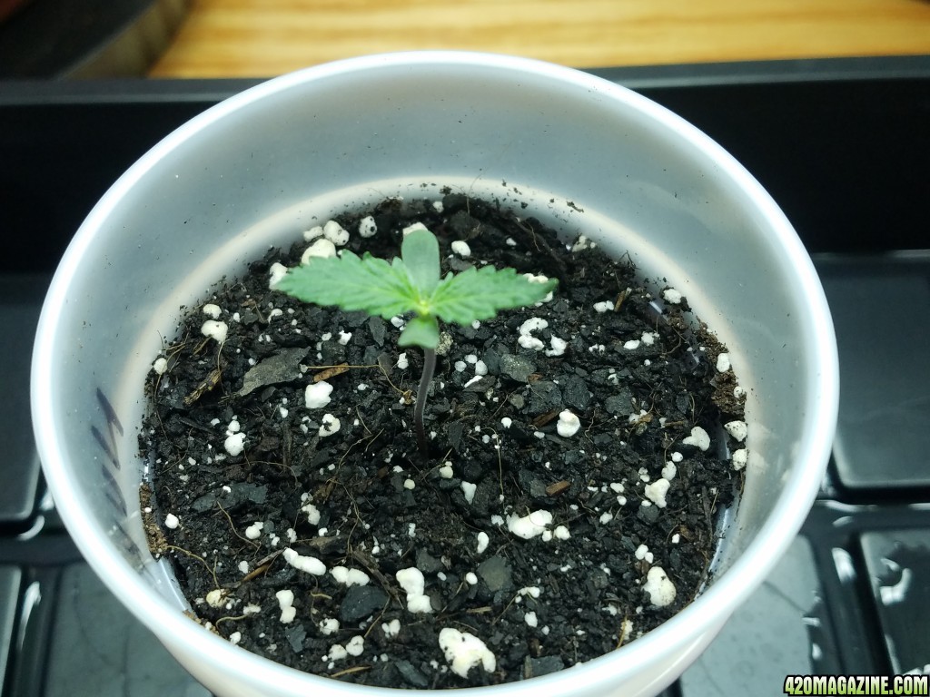 011118_Seedling_Day_5_2.jpg