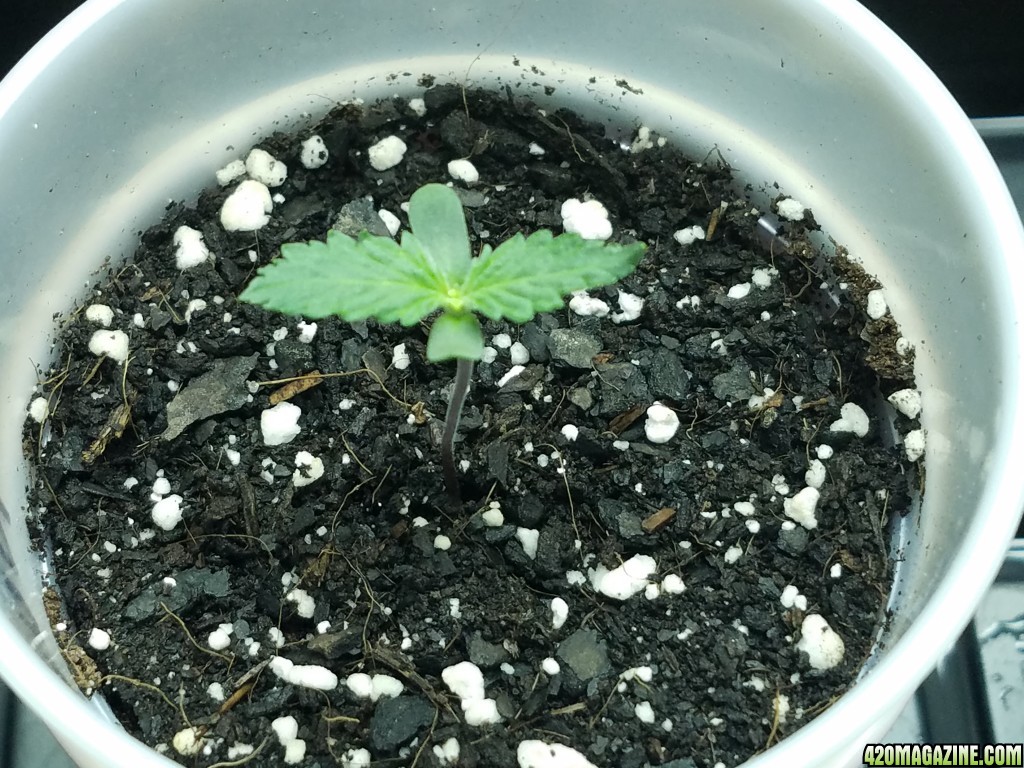 011118_Seedling_Day_5_3.jpg