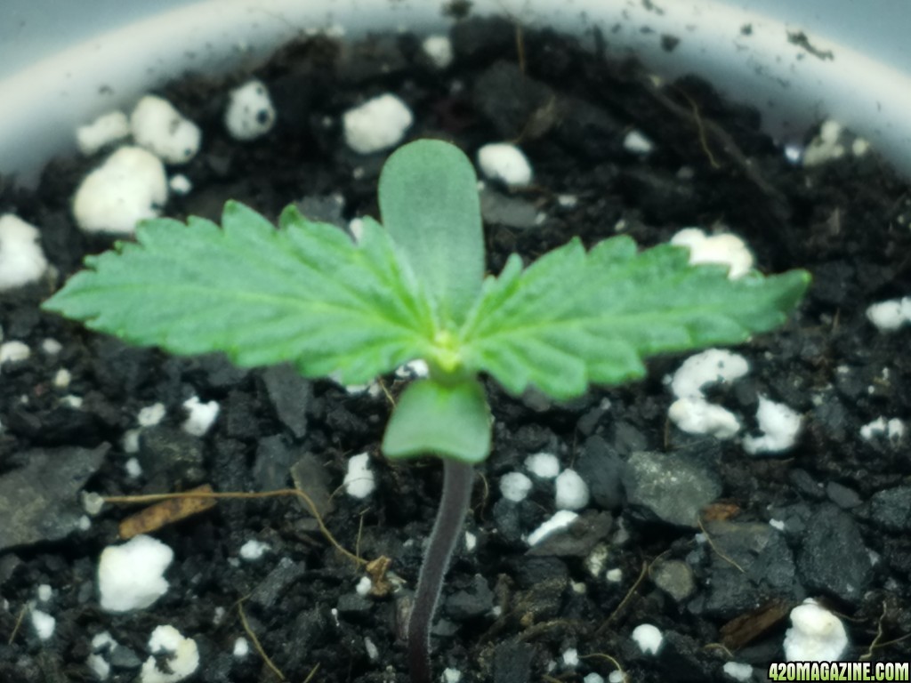 011118_Seedling_Day_5_4.jpg