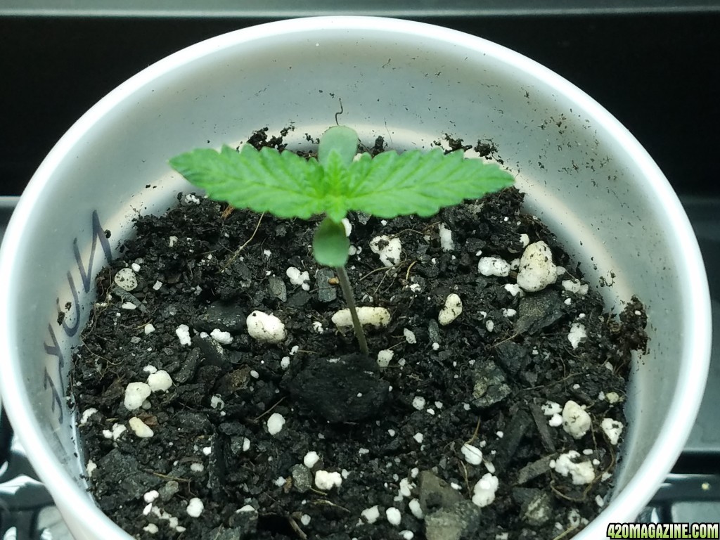 011118_Seedling_Day_5_5.jpg