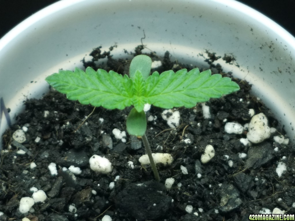 011118_Seedling_Day_5_6.jpg