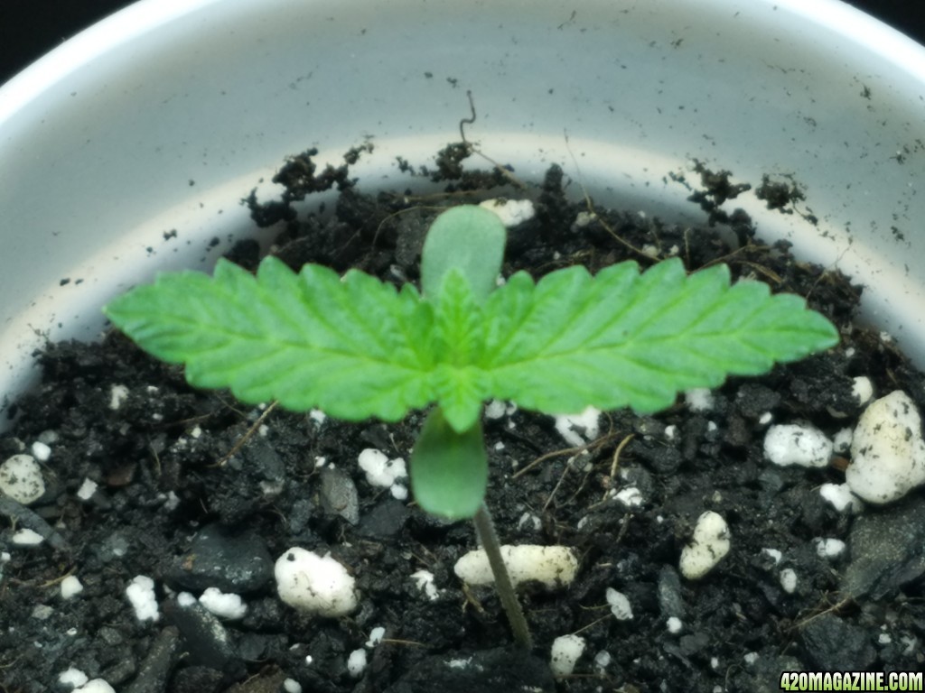 011118_Seedling_Day_5_7.jpg