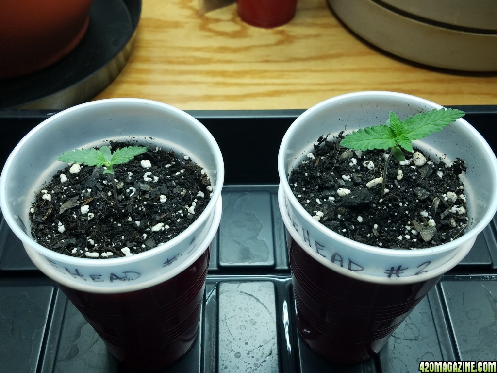 011218_Seedling_Day_6_1.jpg