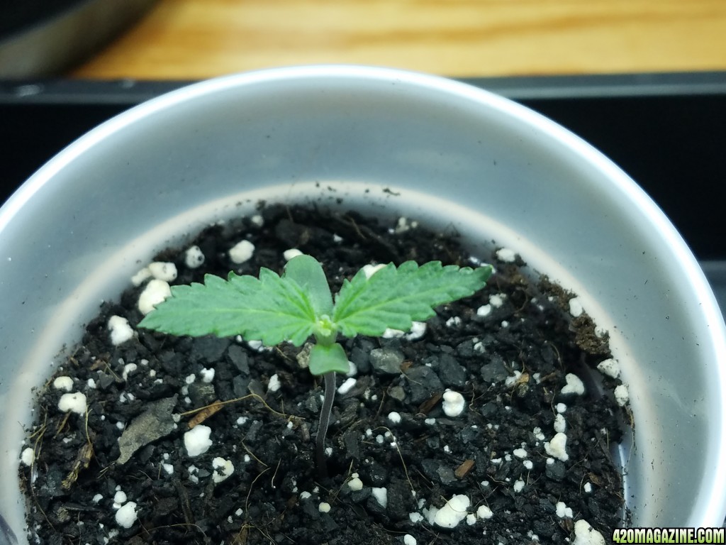 011218_Seedling_Day_6_2.jpg