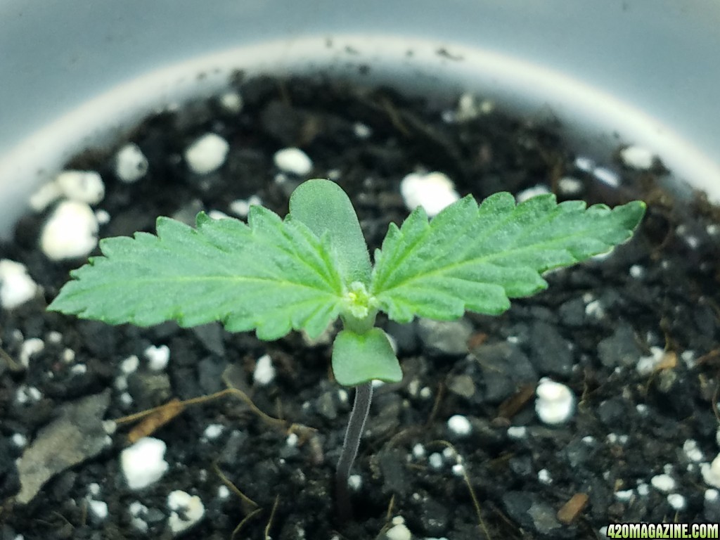 011218_Seedling_Day_6_3.jpg