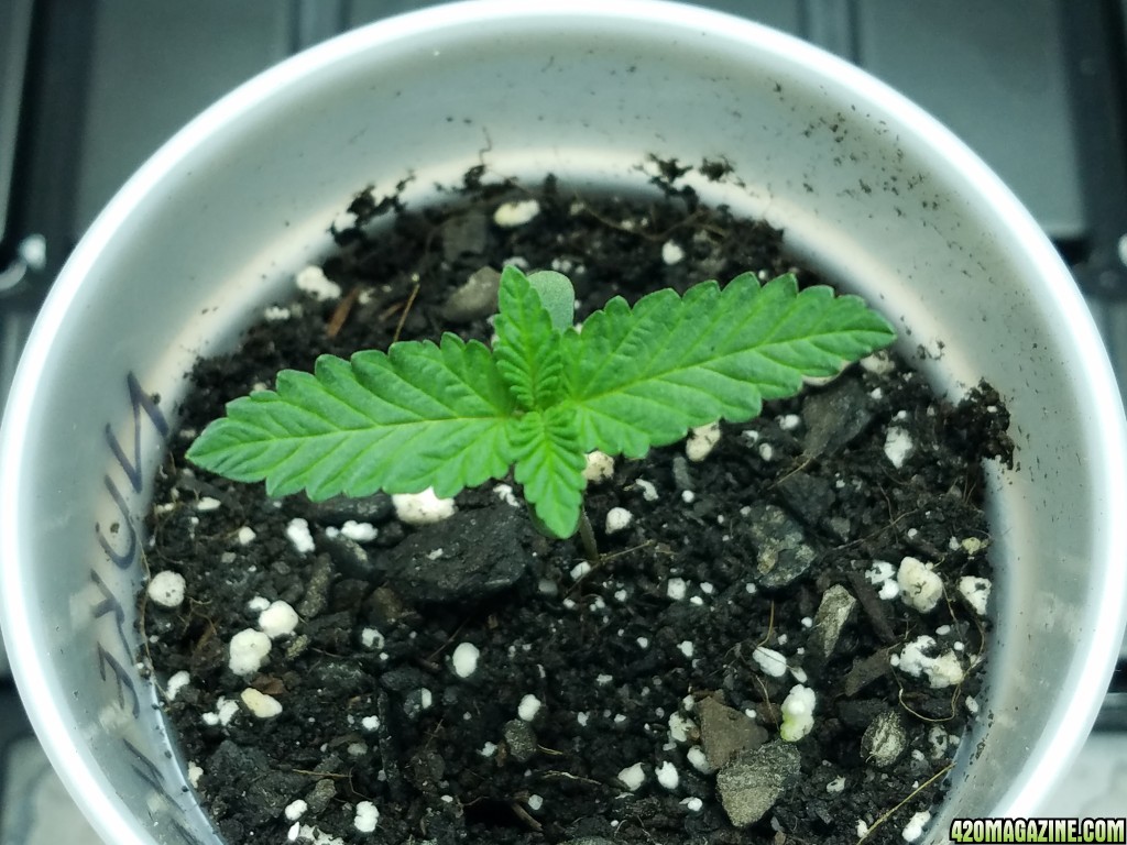 011218_Seedling_Day_6_4.jpg