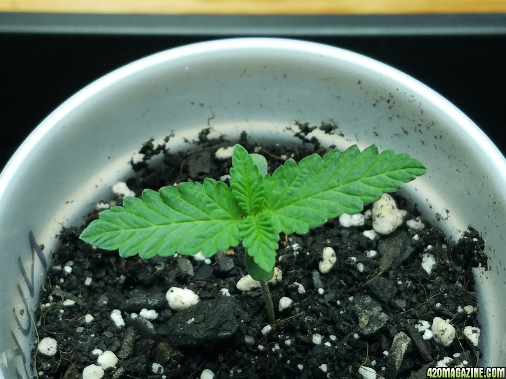 011218_Seedling_Day_6_5.jpg